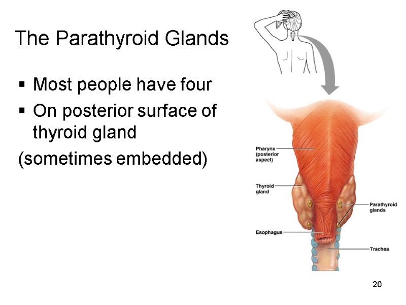 20 The Parathyroid Glands Most people have four On posterior surface of thyroid gland
